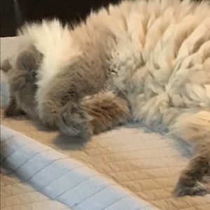 Meet your Posher, Bobbie-jo